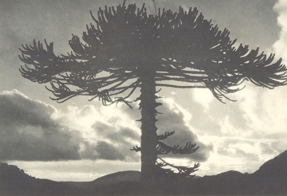CHILE. Tolhuaca. Araucaria imbricata. 1932 old vintage print picture